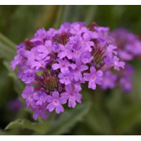 Вербена жорстка Santos Purple, 25 шт, PanAmerican