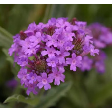 Вербена жорстка Santos Purple, 1000 шт, PanAmerican