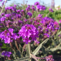 Вербена жорстка Dazzling Nights, 1000 шт, HemGenetics