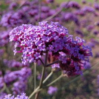 Вербена буенос-айреська Purple Haze, 1000 шт,HemGenetics