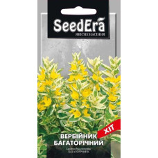 Вербейник Многолетний