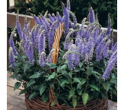 Вероніка колосиста - Veronica spicata