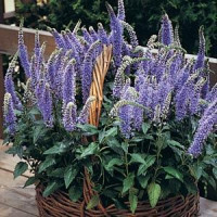 Вероника колосковая BLUE BOUQUET