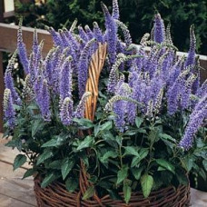 Вероника колосковая BLUE BOUQUET