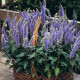 Вероника колосковая BLUE BOUQUET