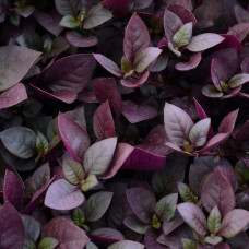 Альтернантера Purple Prince (h 25-40 cm), 1000 шт, PanAmerican