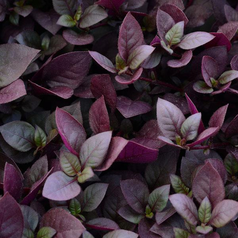 Альтернантера Purple Prince (h 25-40 cm), 25  шт, PanAmerican
