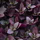 Альтернантера Purple Prince (h 25-40 cm), 25  шт, PanAmerican