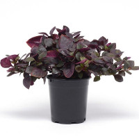 Альтернантера Purple Prince (h 25-40 cm), 5  шт, PanAmerican