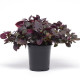 Альтернантера Purple Prince (h 25-40 cm), 25  шт, PanAmerican