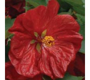 Абутілон - Abutilon