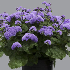 Агератум Хоустона Blue planet,  25 шт, HemGenetics