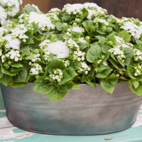 Агератум Хоустона Kona White,  500 шт, HemGenetics