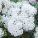 Агератум Хоустона HIGH TIDE WHITE,  5 шт