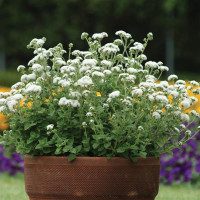 Агератум Хоустона HIGH TIDE WHITE,  100 шт