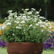 Агератум Хоустона HIGH TIDE WHITE,  5 шт