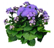 Агератум - Ageratum