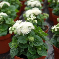Агератум Хоустона Aloha white,  50 шт