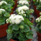 Агератум Хоустона Aloha white,  250 шт