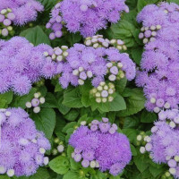Агератум Хоустона Kona Blue,  100 шт, HemGenetics