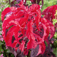 Амарант Tricolor: Early Splendor, 100 шт, Sakata