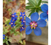 Анагалліс - Anagallis