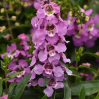 Ангелония SERENITA® LAVENDER