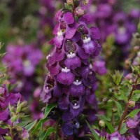 Ангелония SERENITA® PURPLE