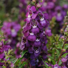 Ангелония SERENITA® PURPLE