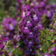 Ангелония SERENITA® PURPLE