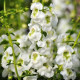 Ангелония SERENITA® WHITE