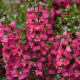 Ангелония SERENITA® Rose
