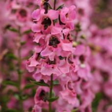 Ангелония SERENITA® PINK