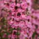 Ангелония SERENITA® PINK