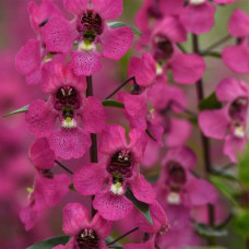 Ангелония SERENA® Rose, ANGELONIA