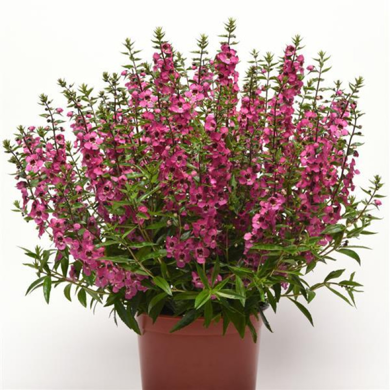 Ангелония SERENA® Rose, ANGELONIA