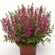 Ангелония SERENA® Rose, ANGELONIA