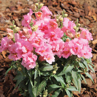 Левовий зів Twinny Rose, 100 шт, Hem Genetics