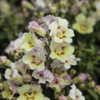 Львиный Зев Antiquity Lemon