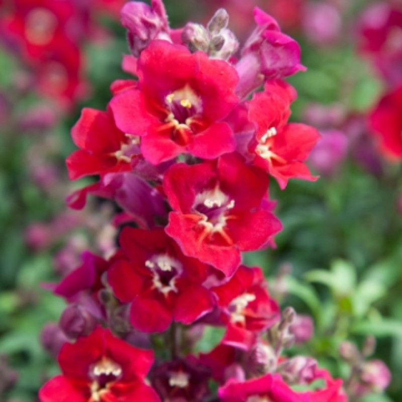 Львиный Зев Antiquity Red