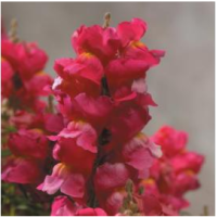 Львиный зев Floral Showers: Rose