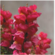 Львиный зев Floral Showers: Rose