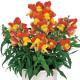 Львиный зев - Floral Showers: Apricot Bicolour