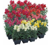 Серії "Floral Showers", "Snapstar", "Candy Top" (Sakata)