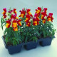 Львиный зев Flor Show Red Yellow Bicolour