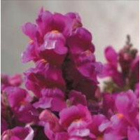 Львиный зев - Floral Showers: Lilac