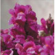 Львиный зев - Floral Showers: Lilac