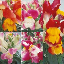 Левовий зів - Floral Showers: Bicolour Mix, 125 шт, Sakata