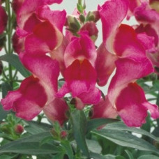 Львиный зев - Floral Showers: Fuchsia