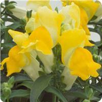 Львиный зев - Floral Showers: Yellow